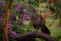 111 Zuid Pantanal, chaco chachalaca